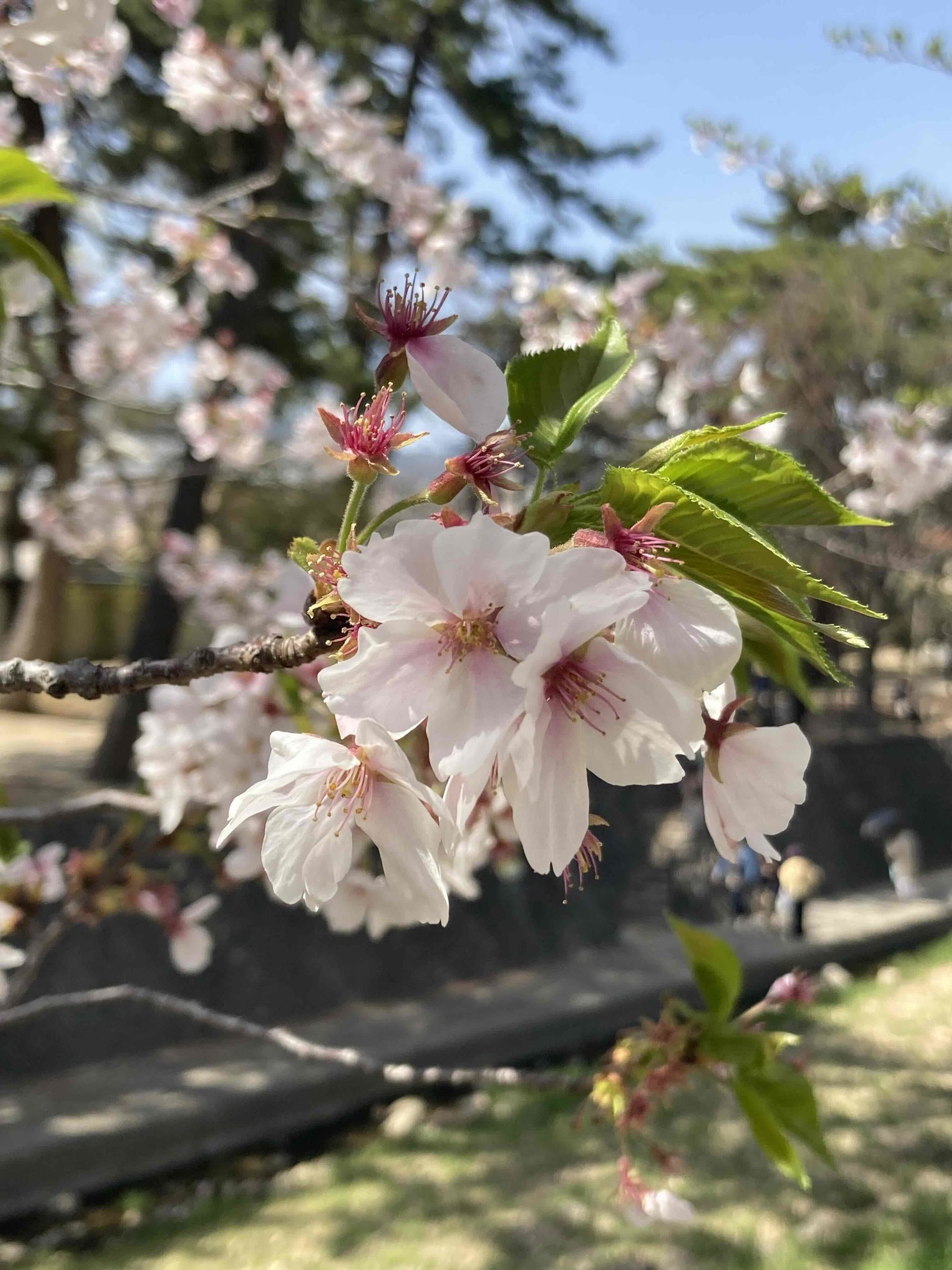 本日の夙川桜情報散り始め