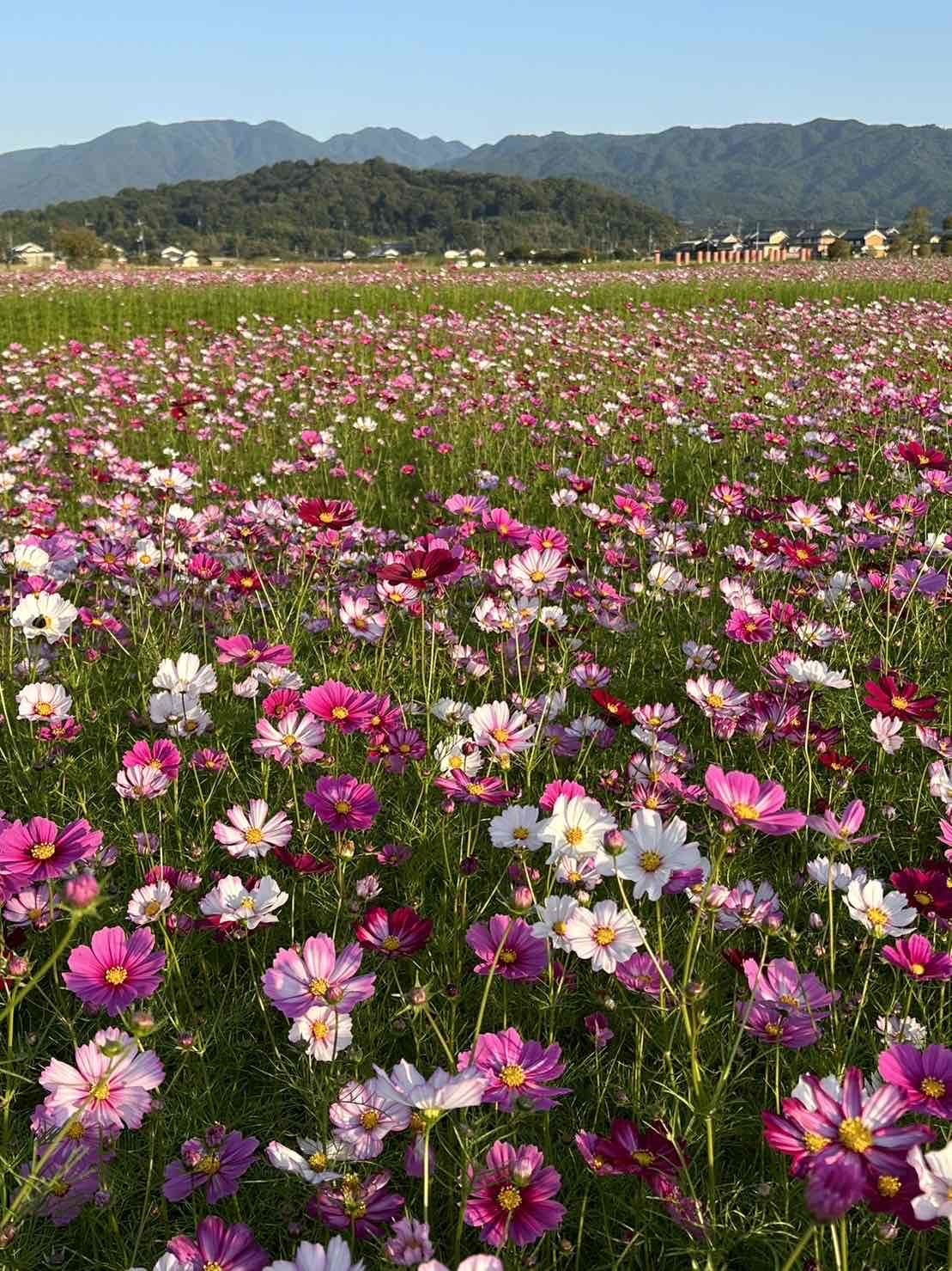 患者さんお母様からの贈り物コスモス畑